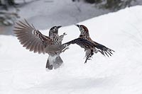 Tannenhaeher 2 gegeneinander