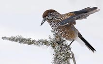 Tannenhaeher Fluegel gehoben