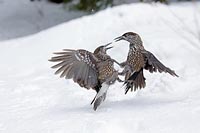 Tannenhaeher heftig kaempfend