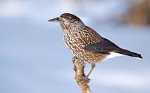 Tannenhaeher im Licht