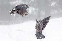 Tannenhaeher Nebel streitend