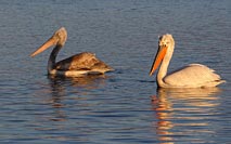 Krauskopfpelikane jung u alt