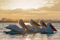 Krauskopfpelikane Morgenlicht