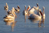 Krauskopfpelikane morgens