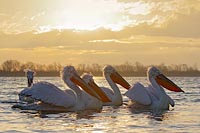 Krauskopfpelikane Sonnenaufgan