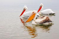 Pelikane Krauskopf und Rosa