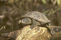 Europ Sumpfschildkroete