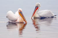 Pelikane Rosa und Krauskopf