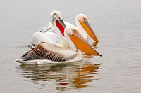 Rosa und Krauskopfpelikan