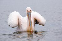 Rosa Pelikan Fluegel angew