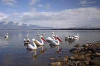 Krauskopfpelikane am Ufer