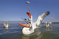 Krauskopfpelikane Fisch fangen