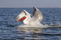 Krauskopfpelikane Fluegel Sch