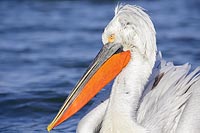 Krauskopfpelikane Kopf Seite