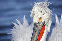 Krauskopfpelikane Portrait Gef