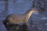 Europ Fischotter am Eisloch