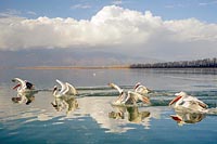 Krauskopfpelikane anschwimmend