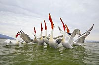 Krauskopfpelikane Haelse graph