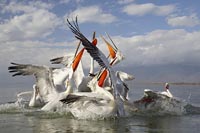 Krauskopfpelikane hochreckend