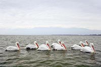 Krauskopfpelikane in Reihe