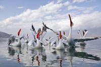 Krauskopfpelikane n o schauend