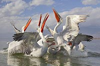 Krauskopfpelikane Schnabel n o