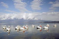 Pelikane im Sonnenschein