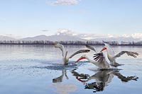 Pelikane nach Fisch schauend