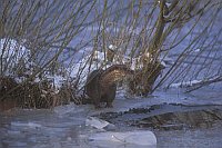 Europ Fischotter am Ufer