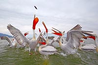 Krauskopfpelikane Fisch fangen