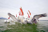 Krauskopfpelikane Haelse recke