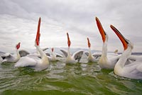 Krauskopfpelikane Koepfe recke