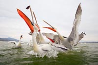 Krauskopfpelikane mit Fisch