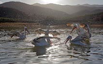 Krauskopfpelikane Gegenlicht