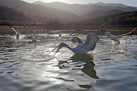 Krauskopfpelikane im Gegenlich