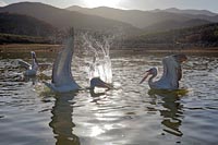 Krauskopfpelikane Spritzer