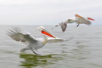 Krauskopfpelikane 4 mitgezogen