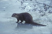 Europ Fischotter auf Eis