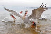 Krauskopfpelikane Fischfang