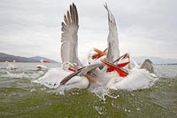 Krauskopfpelikane Streit um Fi