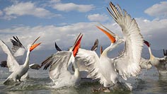 Krauskopfpelikane Zumba