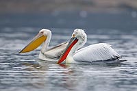 Krauskopf m Rosapelikan