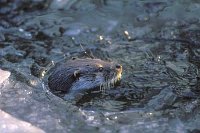 Europ Fischotter im Eisloch