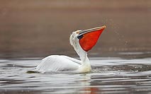 Krauskopfpelikan erfolgreich