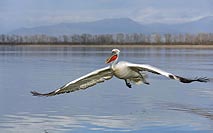 Krauskopfpelikan frontal