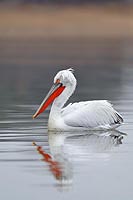 Krauskopfpelikan Hochformat