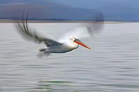 Krauskopfpelikan mitgezogen