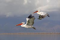 Krauskopfpelikan zwei im Flug