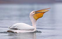 Rosapelikan mit Beute