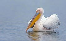 Rosapelikan schwimmend